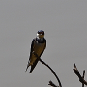 "White-throated Swallow" Mlilwane Wildlife Sanctuary, Swaziland